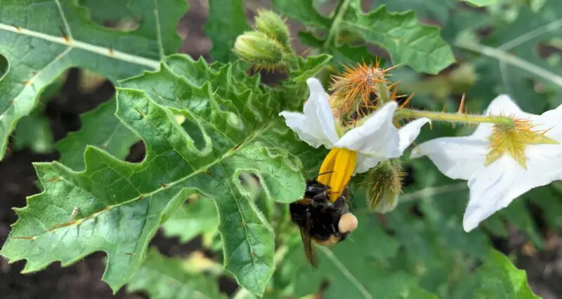 Bee on flower | Biodiversity management | UK Agri-Tech Centre | sustainable farming