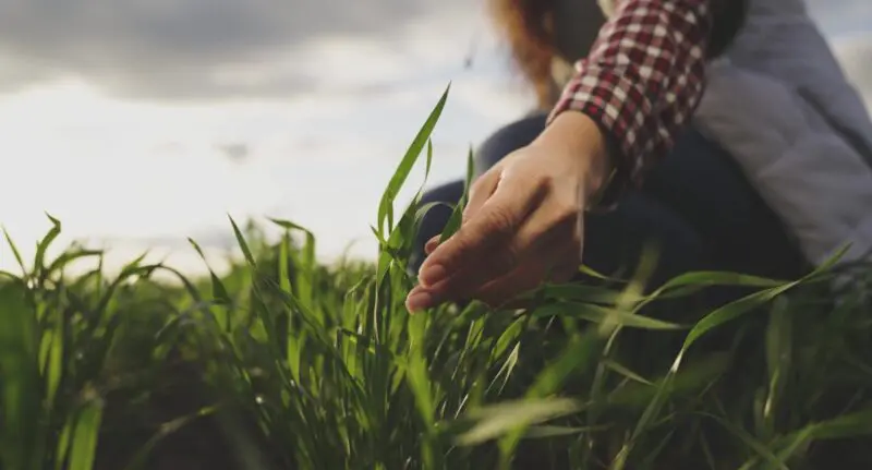  Nutrient Management in UK Agriculture