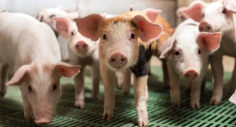 Piglets | Animal welfare innovation | UK Agri-Tech Centre