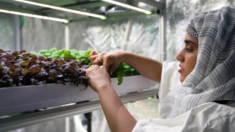 Accelerating agri-tech: GelPonics