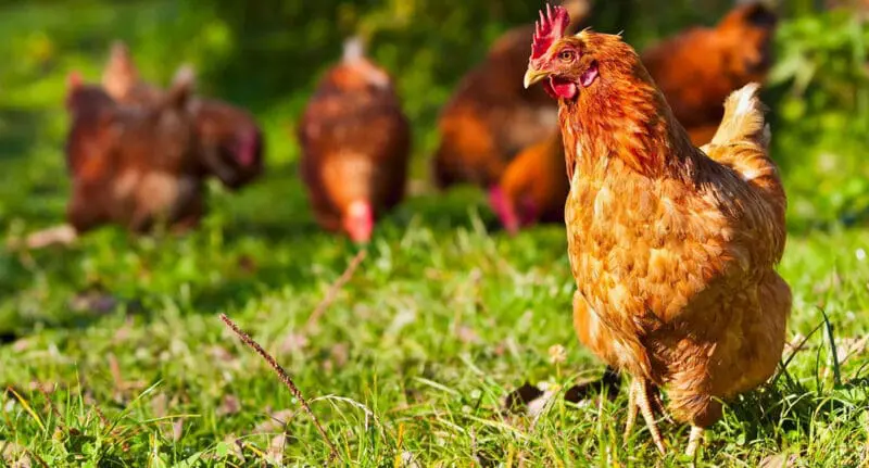 Freerange poultry | Monogastric expertise | UK Agri-Tech Centre | farming innovation