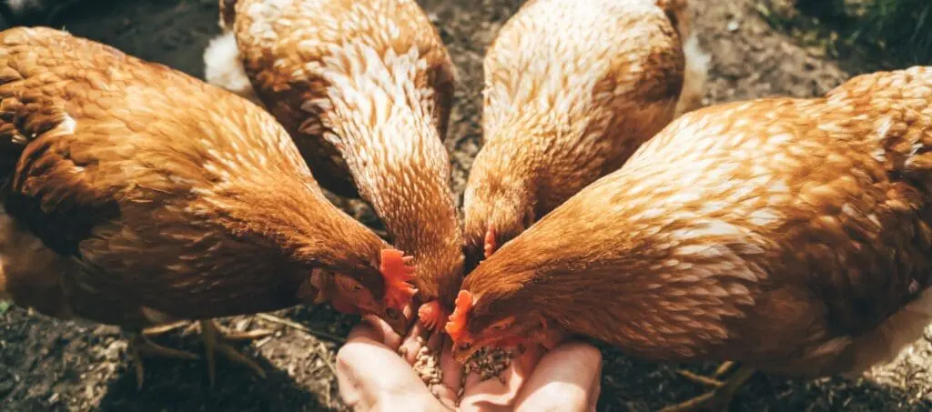 Agri-supply industries | UK Agri-Tech Centre | who we work with