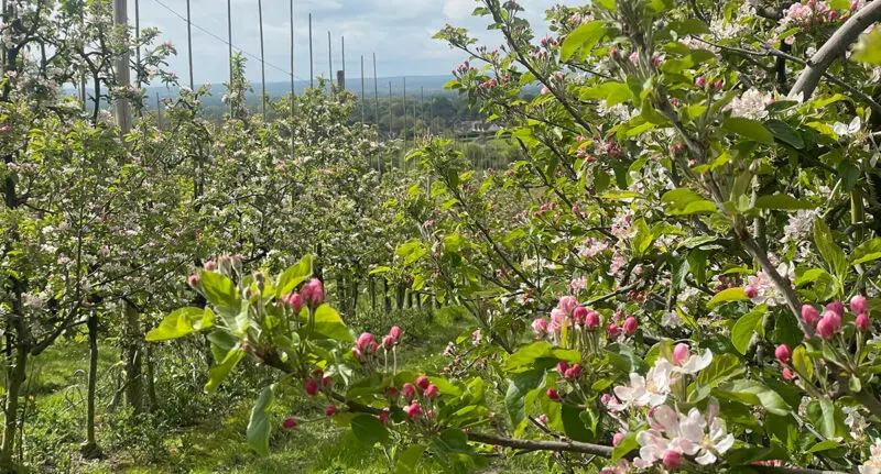 Innovative approaches to tackling apple scab disease