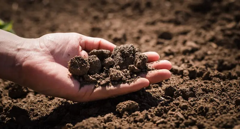 Hand holding soil | healthy soil | UK Agri-Tech Centre | sustainable farming innovation