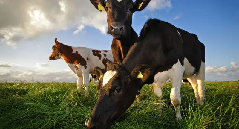 Livestock expertise | UK Agri-Tech Centre