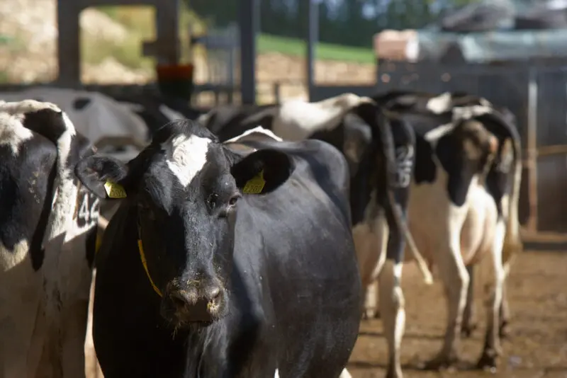 Dairy cow | animal health & welfare | UK Agri-Tech Centre