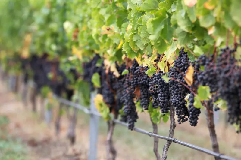 Grapes on the vine | Soft fruit expertise | UK Agri-Tech Centre | Farming innovation