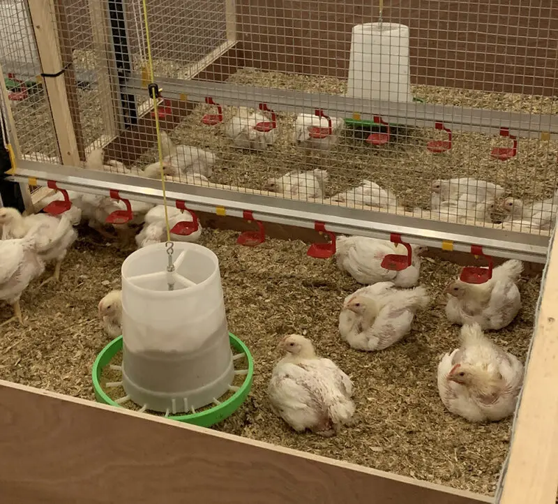 Chickens reared using enchanced water technology