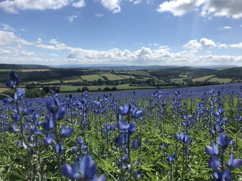 Lupins in a field