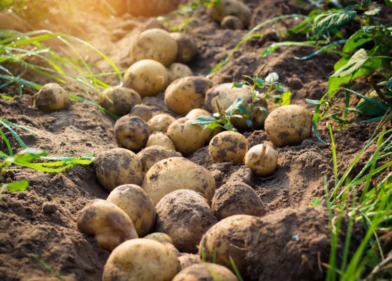 Potatoes in field