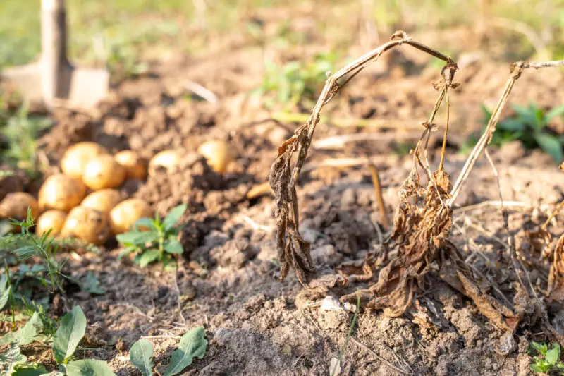 Drought potatoes