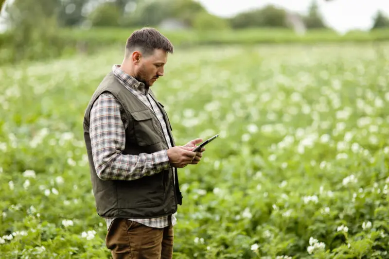 Farmer looking at tablet in potato field
