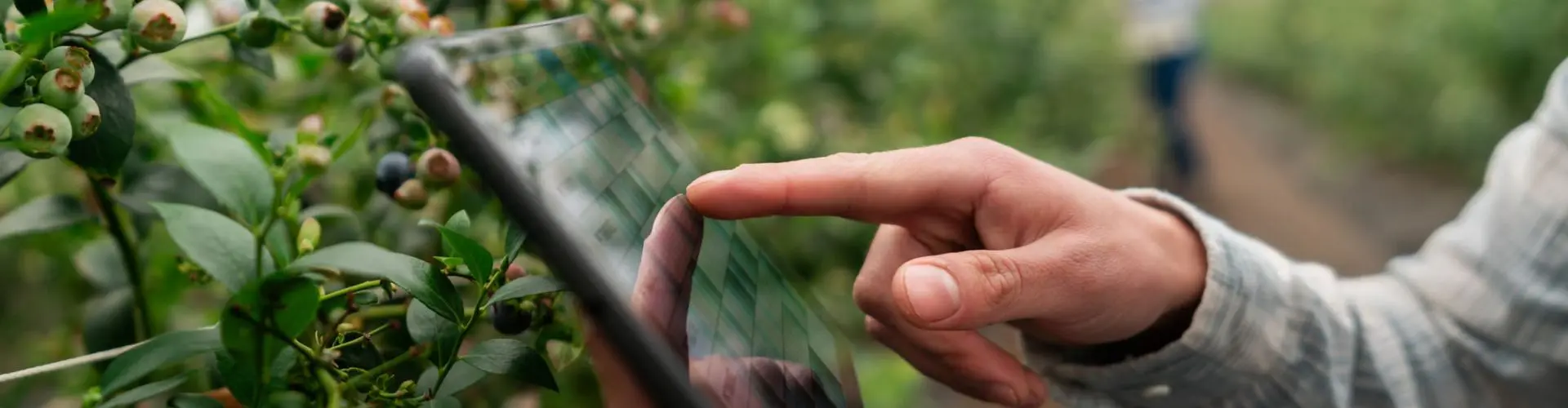 Close-up on a farmer using a digital tablet at a blueberry plantation - smart farming concepts