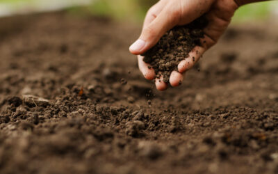 World Soil Day 2023