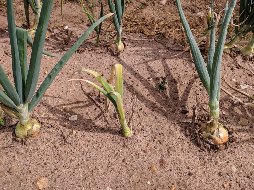 Onions in the ground looking to combat Fusarium Basal Rot (FBR)