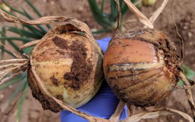 Combating Fusarium Basal Rot (FBR) in onion cultivation