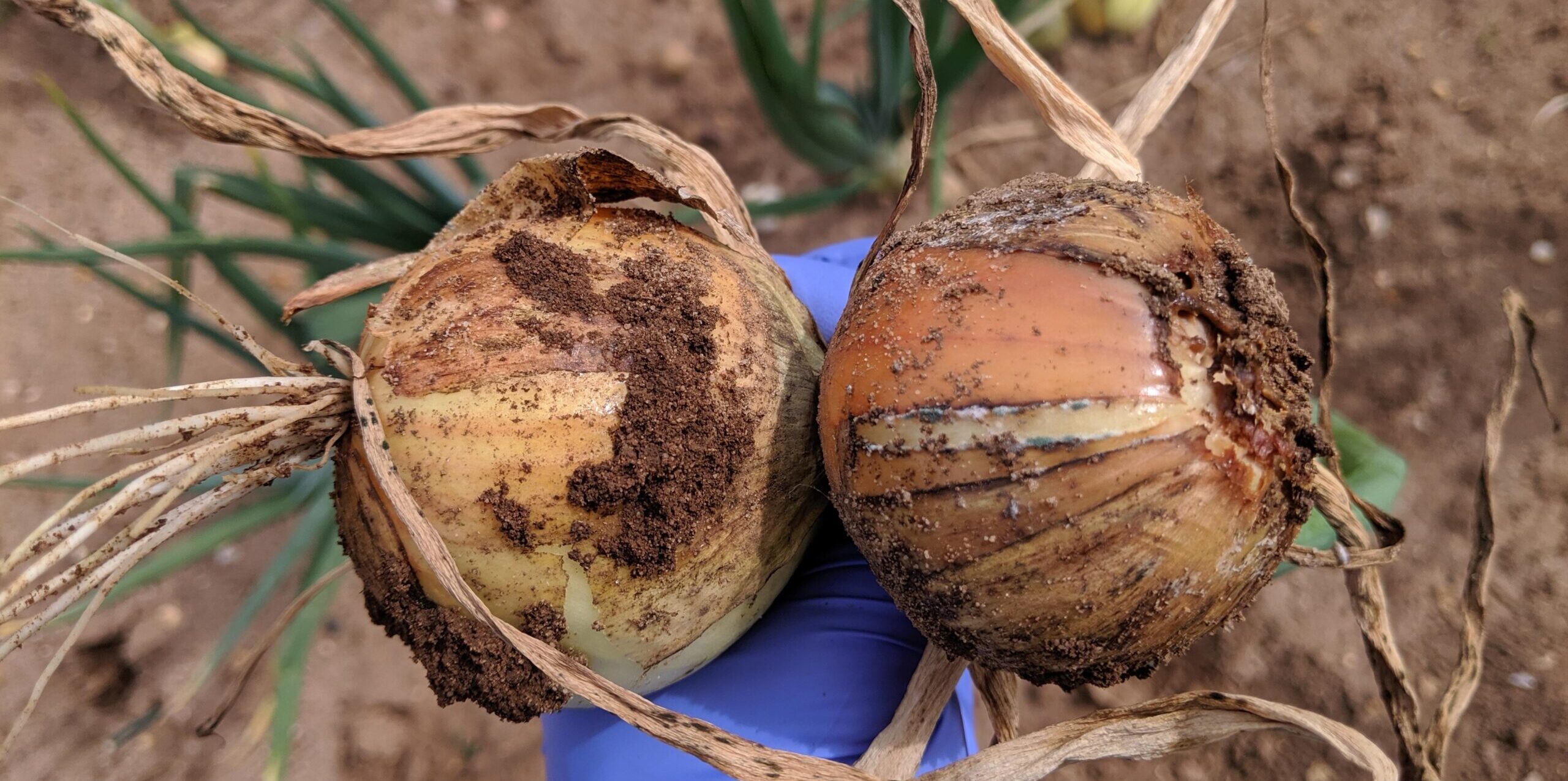 Combating Fusarium Basal Rot (FBR) in onion cultivation