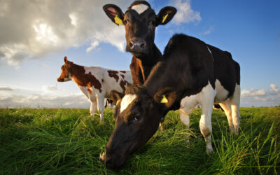 Boosting dairy farm resilience with precision screening 