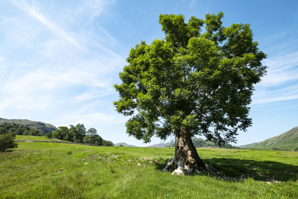 Climate mitigation innovation technologies - Ash Trees
