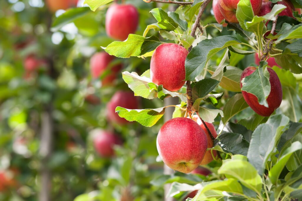 Climate mitigation innovation technologies - Apple Orchard