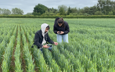 R-Leaf Endophyte project receives funding from Innovate UK