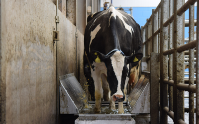 Monitoring Hoof Health in Dairy Cattle with Machine Vision