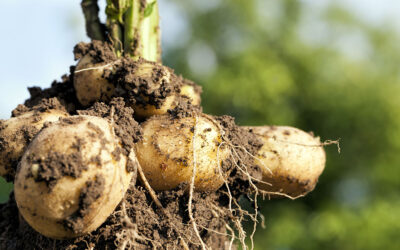 Technology and Innovation Opportunities in UK Potato Farming