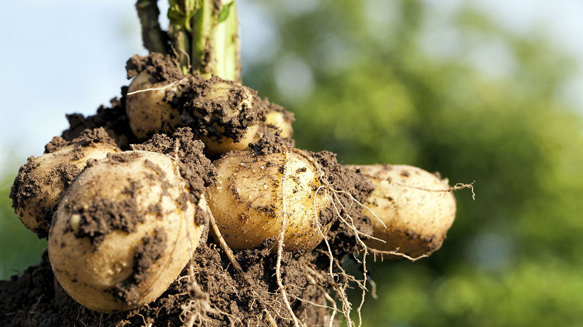 Potato Plant