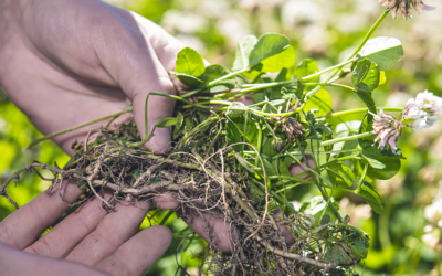 Improving nutrient utilisation in grasslands with NUE-Leg