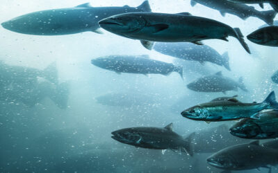 Charting the future of sustainable aquaculture 