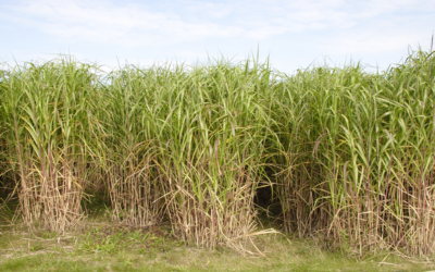 Miscanthus: Biodiversity benefits beyond energy use