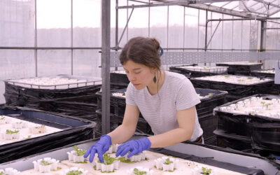 Harnessing the potential of microbes for greenhouse growing 