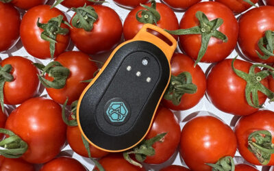 TomatoGuard: Improving tomato cultivation with AI technology