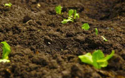 Building soil-smart agriculture in the UK