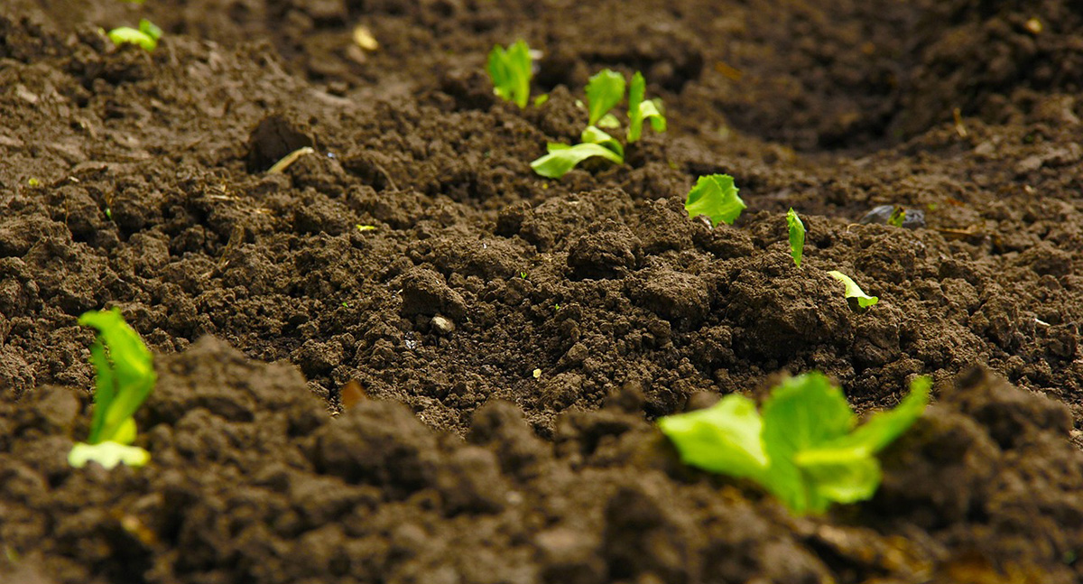 Building soil-smart agriculture in the UK