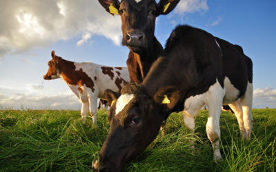 Robotics in UK agriculture and the Cattle Hoof Monitor project 