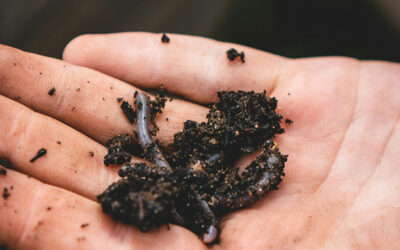 The power of legumes in enhancing farm biodiversity