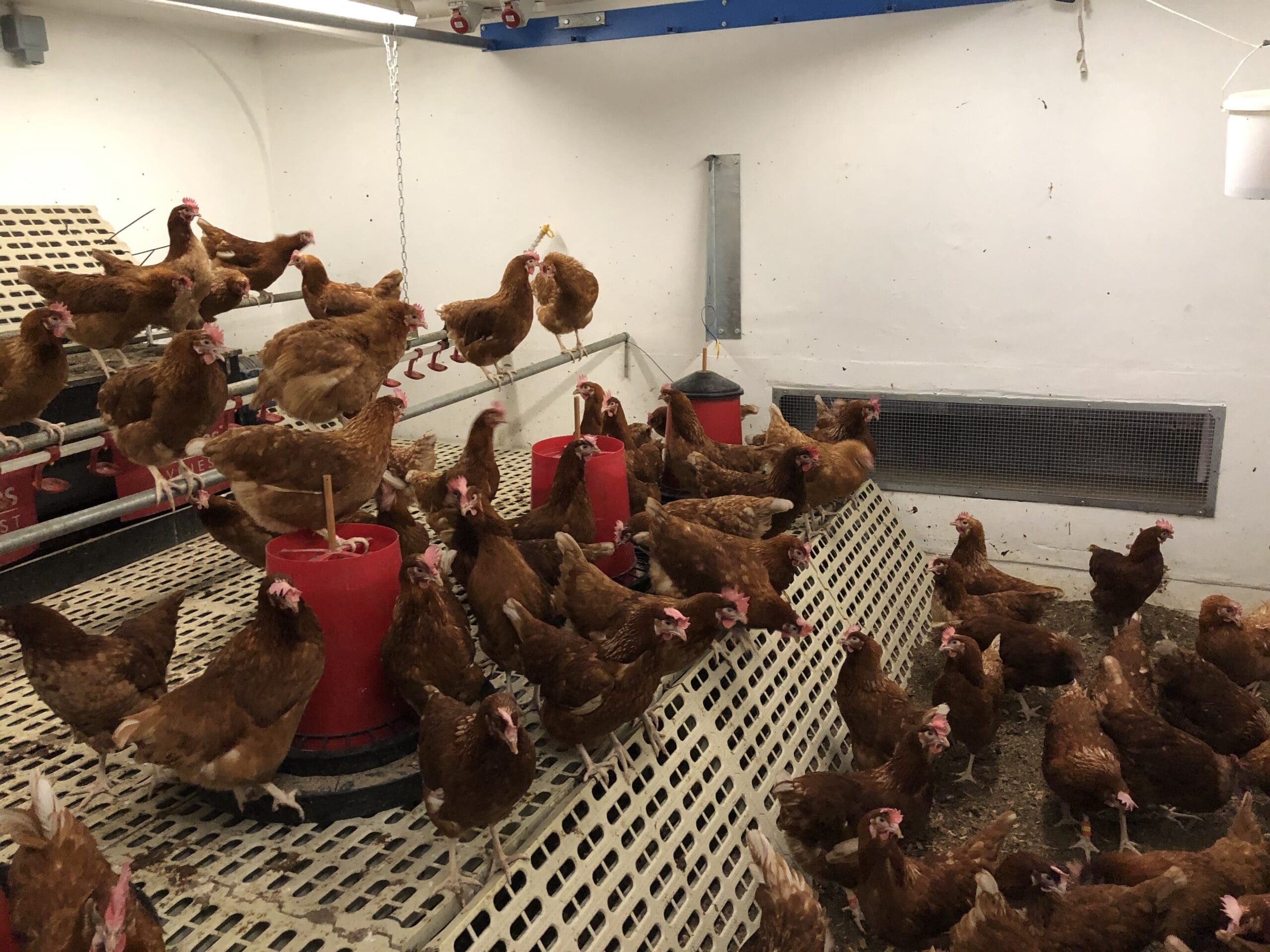 Bristol University Poultry Unit | UK Agri-Tech Centre