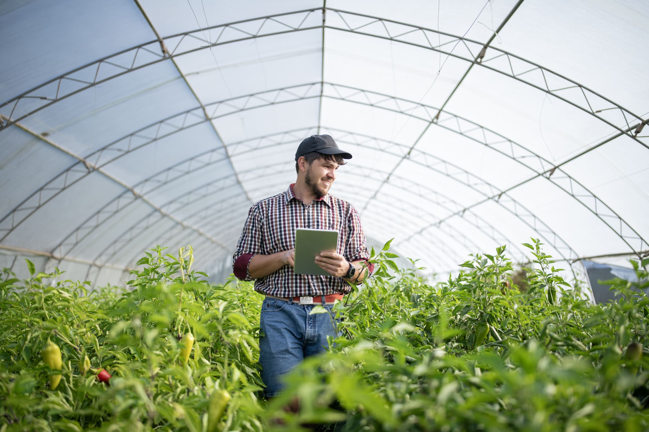 Grow Your Own Way | UK Agri-Tech Centre