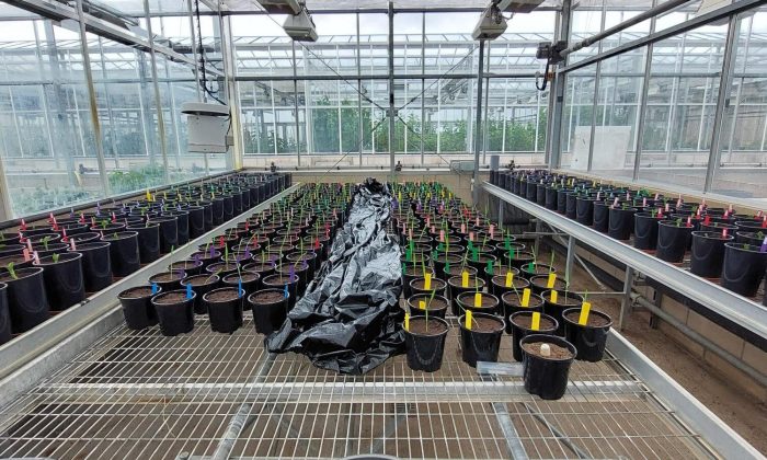 2 - JHI nutrient use efficiency barley and beans trial - glasshouse set up