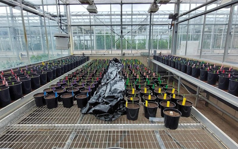 2 - JHI nutrient use efficiency barley and beans trial - glasshouse set up