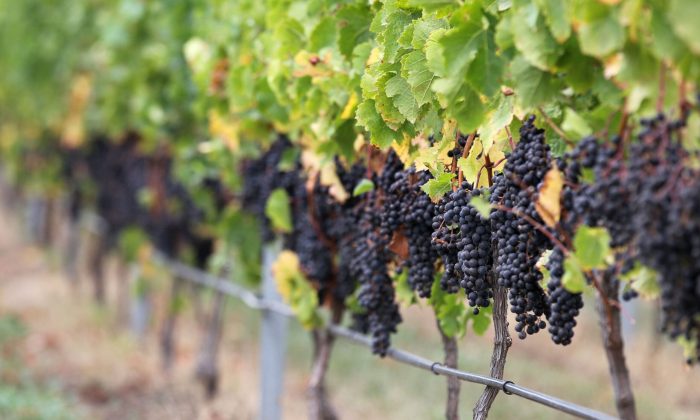 Grapes on the vine | Soft fruit expertise | UK Agri-Tech Centre | Farming innovation