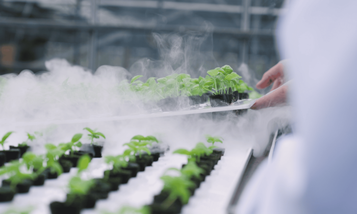 Advanced Aeroponics Still - Mist and bench
