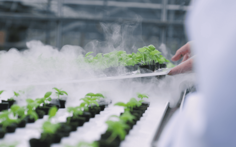 Advanced Aeroponics Still - Mist and bench