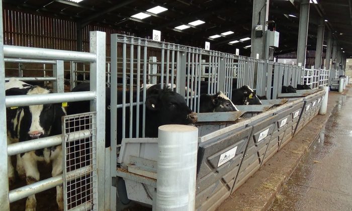 Automated Feeding System