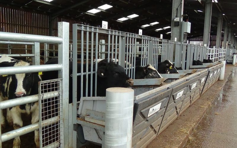 Automated Feeding System