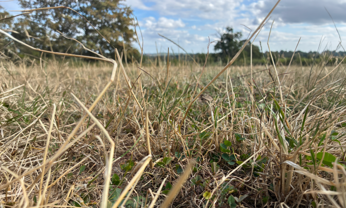 Dry grass