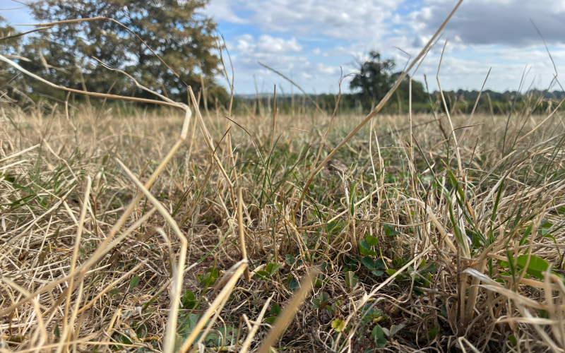 Dry grass