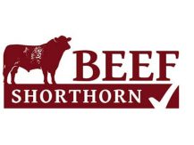 Beef Shorthorn Cattle