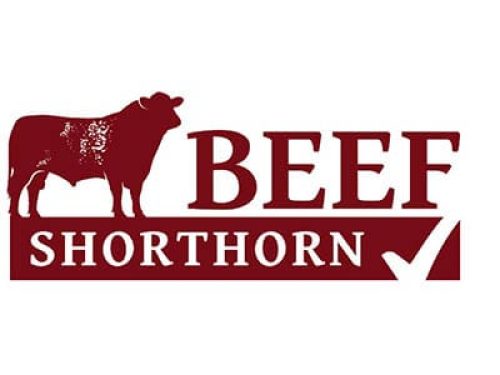 Beef Shorthorn Cattle
